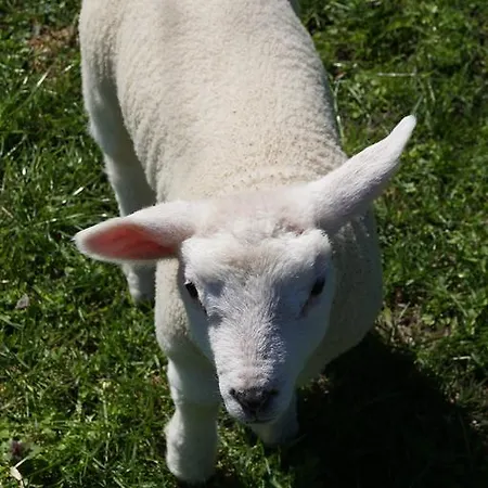 Apartament Seelust *