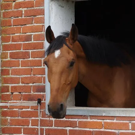 Seelust Apartament *