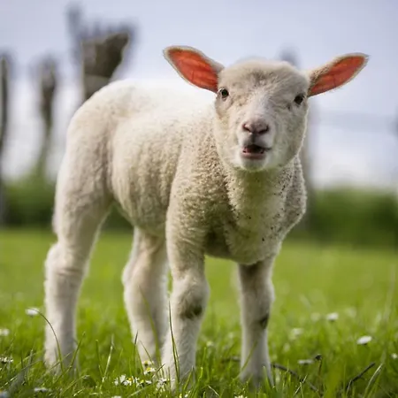 Seelust Apartament Gammendorf