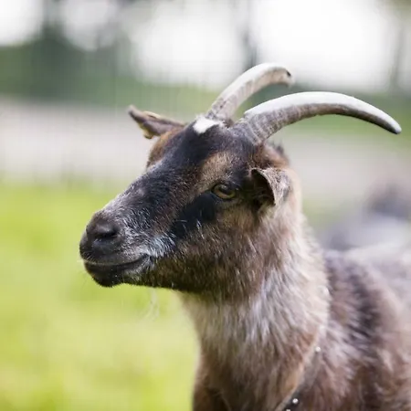 Seelust Apartament *