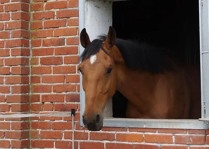 Seelust Apartament *