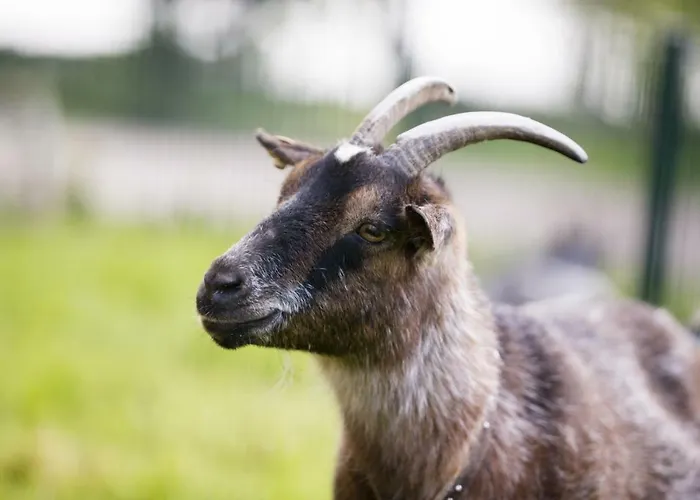 Seelust Appartement *